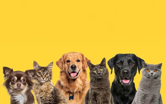 Evcil Hayvan Mikroçipi Nedir?