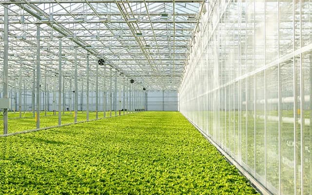 Topraksız (Hidroponik) Tarım Nasıl Yapılır?